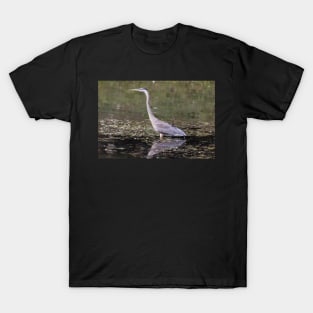 Great Blue Heron in a pond T-Shirt